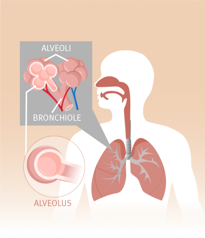 Alveoli are tiny air sacs responsible for exchanging oxygen and carbon dioxide with the blood. A typical pair of lungs contain approximately 700 million alveoli.